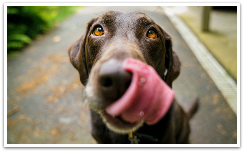 a brown dog with a pink tongue sticking out of its mouth