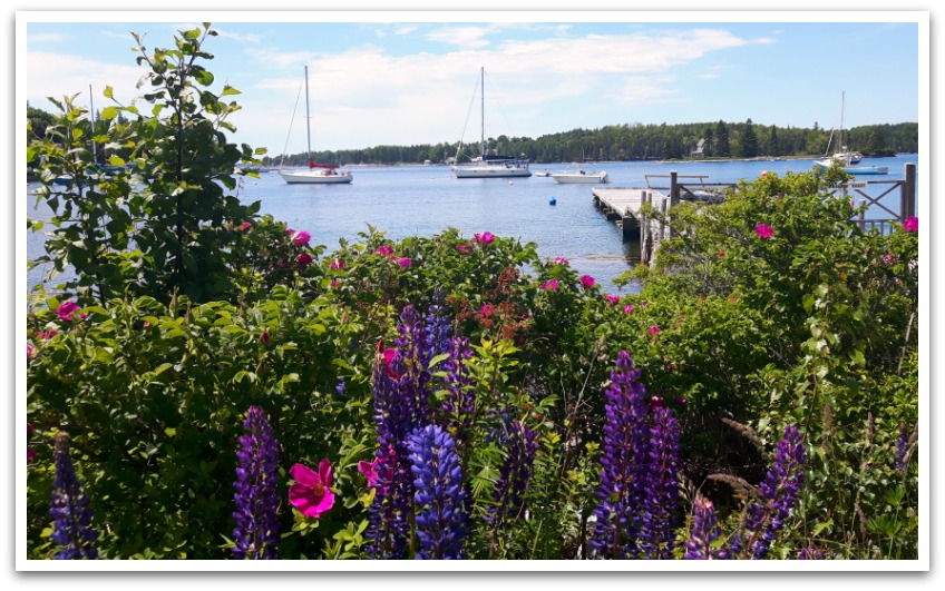 Lupins and moss-rose bush in front of bay with boats under a blue sky.
